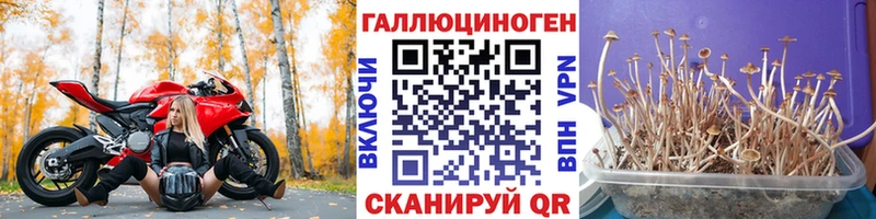 Псилоцибиновые грибы Psilocybine cubensis  Буйнакск 